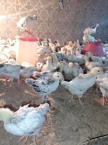 ordək balası və cucə: Toyuq cücələri, Ətlik — 7