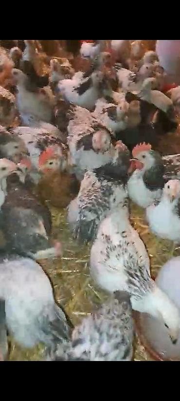 toyuq cüce: 1 Kq 200 Əti var Siribriz Cücələrdi qiymət 6 azn ətrafli məlumat üçün — 1