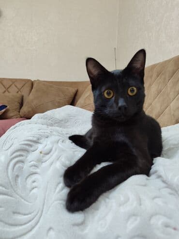 qara pişik: Yaxşı əllərə — 1