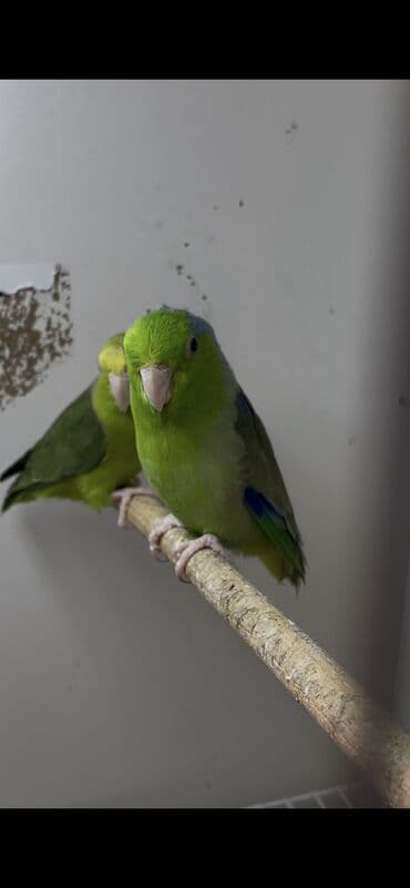 turac quş: Forpus cut — 3