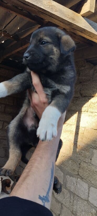 itlerin qirxilmasi: 1 ay, Erkek — 4