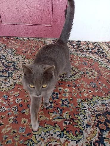 Собаки: В добрые руки — 2