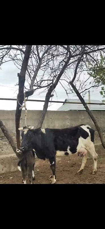 südlü iney: Simental tipli qara-ağ rəngli inək bala ilə birlikdə. - İri bədən — 5