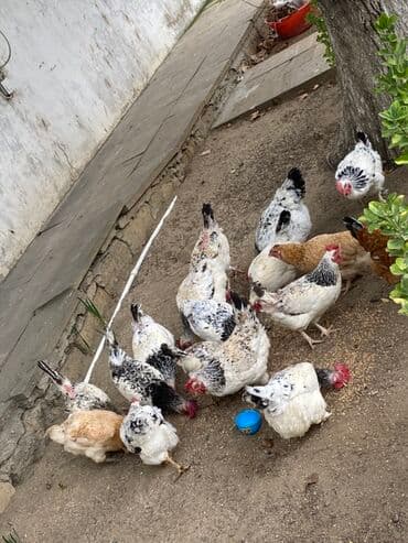 Toyuq, Yumurtalıq — 2