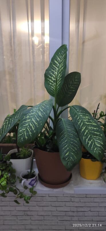 güldəfnə bitkisi: Dieffenbachia – dekorativ yarpaqlı otaq bitkisi - Növ: Dieffenbachia — 1