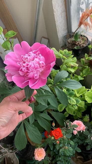 Pion (Paeonia) kolu – qapda əkilmiş - Bitki: çoxillik pion kolu - — 2