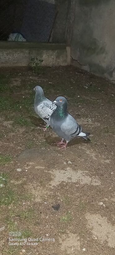 heyrati fərə: Salam bir tayin ayağında kodlu uzuy var mende təkidi deye cütlib — 4