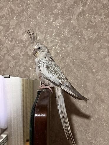 quslar type 1: Növ: Nimfa kakadu (Cockatiel) Rəng: Açıq krem-boz, inci naxışlı — 2