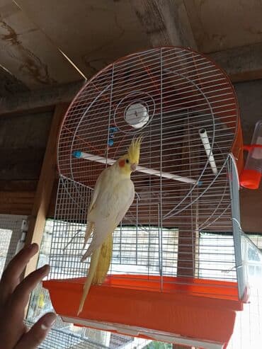 hələb kecilərin qiyməti: Bozlar 35 azn Sarilar 40 Azn Əl quşlari 60-70 Azn 100 Azn tam rucnoy — 5