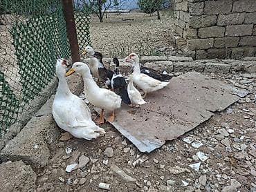 ev kirpisi: Dişi, | Lal ördək, Damazlıq, Ödənişli çatdırılma — 7