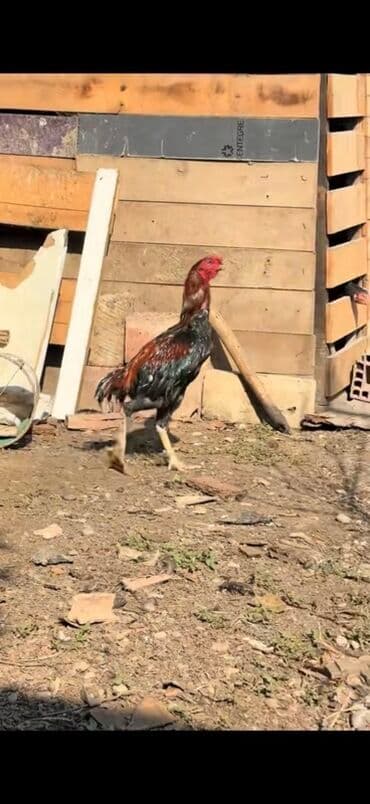 yaponka xoruzlar: Məhsul: Uzunboyun, möhkəm ayaqlı, sərt bədən quruluşlu döyüş tipli — 5