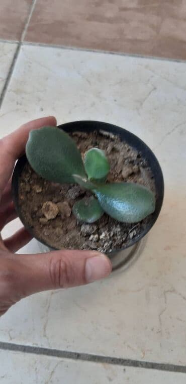 üzüm ağacı: Pul gülü. 4 ədəddir. Qiymətləri balacadan böyüyə görə dəyişir - 5, 10 — 4