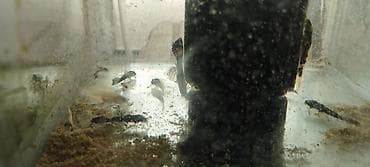 Heyvanlar: Cixlid balığı — 5