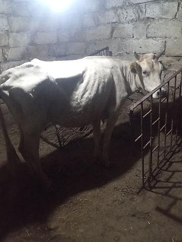 inəy: Dişi, il: 2, 200 kq, Damazlıq, Südlük — 3