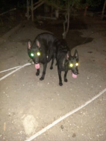 Gəmiricilər: Peyvəndli — 5