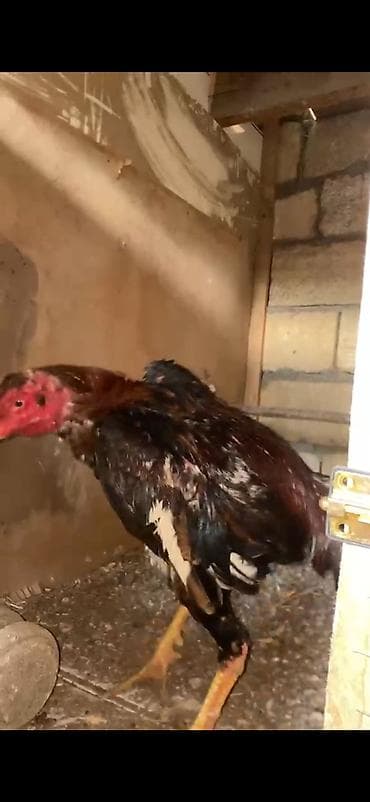 feniks quşu: Masallıdadır heyvan doyusleri olub amma videosu yoxdur Tam hazir — 2