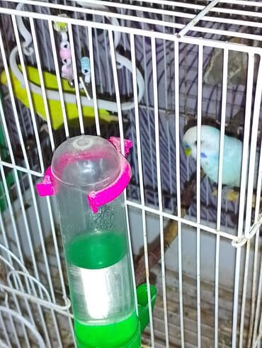 Pişiklər: Dalmaçı qayığı (nimfa/paraket) üçün yuvalama qutusu və cüt dalğıc — 8