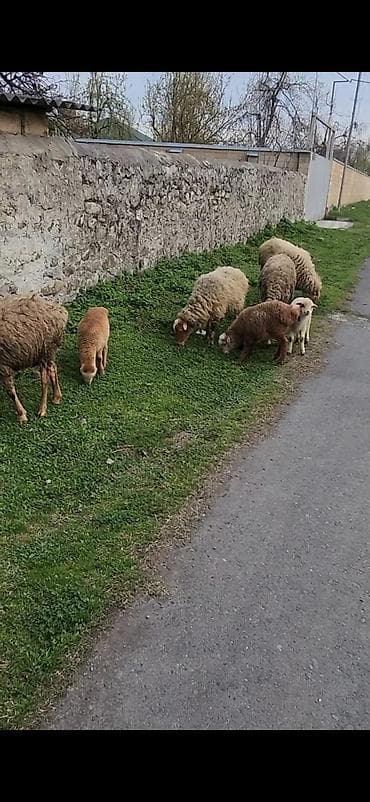 Heyvanlar: 4 eded birinci qarın doğan qoyun 4 eded balası ana bala 200 — 2