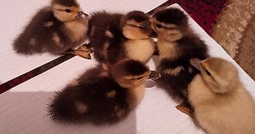 hindüşqa: Macar ve lavanda balası.1lavanda 4macar balası. 5Günlükdu.mayalanib — 1