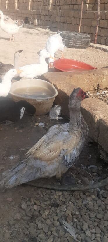 barter itlə: Qiymet sonu 60azn barterde ederem bu qiyməti uygun olan qazla mene 20 — 1