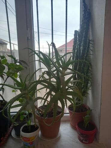 atatürk gülü qiymeti: İç məkan üçün canlı dekorativ güllər və sukulentlər - Amaryllis — 6