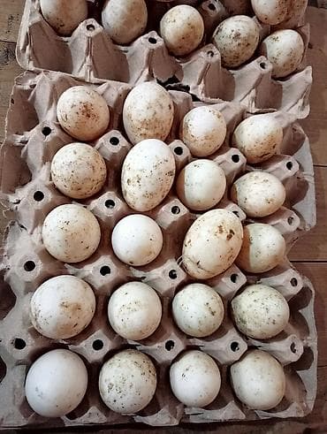 Musk ördəyi yumurtası - Təsvir: Təbii şəraitdə bəslənən musk