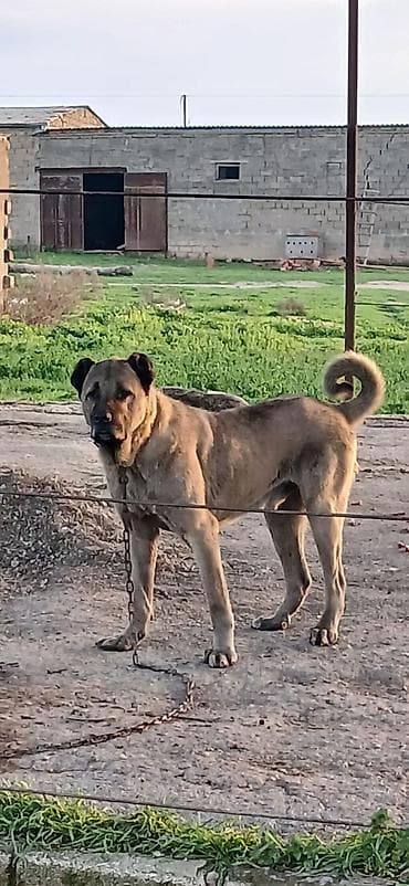 afçarka itlər: Kanqal, 2 il, Erkek, Peyvəndli, Ödənişli çatdırılma — 5