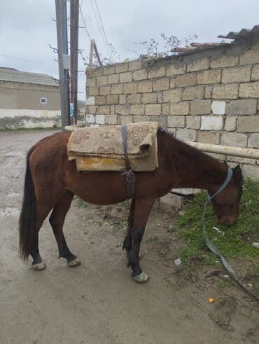 sudluk inekler satışı: Yük və kənd təsərrüfatı işləri üçün at - Rəng: qəhvəyi - Boy: orta - — 2