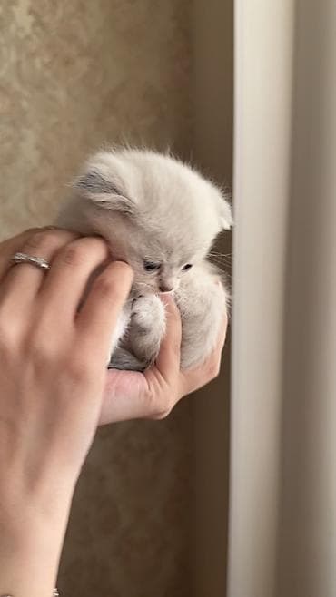 ən şirin pişiklər: Şinşilla, Erkək, Dişi, Ünvandan götürmə, Pulsuz çatdırılma — 4