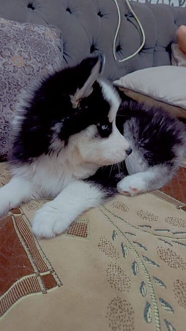 it satilir: Xaski — 3