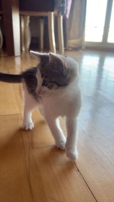 возьму котенка в добрые руки: Yaxşı əllərə — 1