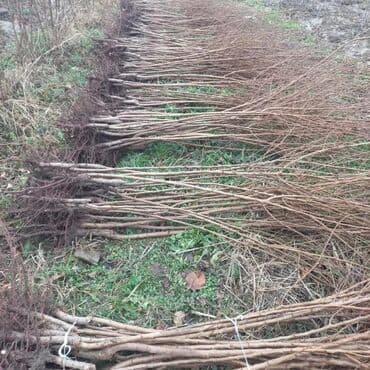 shit: Dekarativ bitgilerin satişi — 22