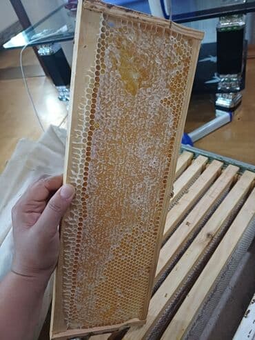 arı balı: Təbii pətək balı – birbaşa çərçivədən - Məhsul: Arı pətəyində mum — 6