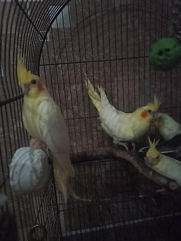 Tutuquşları: Nimfa (cockatiel) tutuquşuları – lutino və boz rəng variantları - — 7