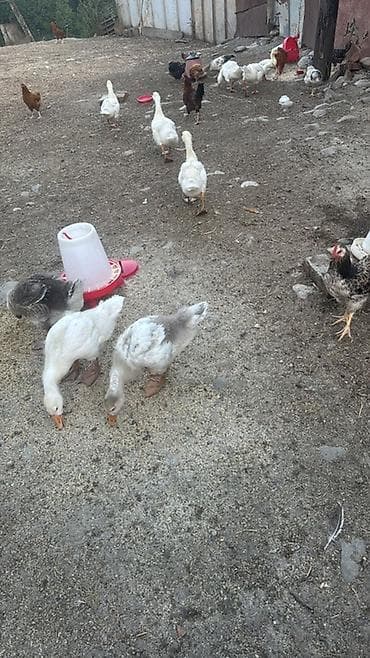 ucuz bala pişiklər: 12 ədəd 2 aylıq Linda qazı satılır — 2