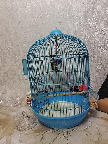 Yaş yarimliq dişi erkeyi ucub deye satilir saglam qusdu qefes qarisiq — 2