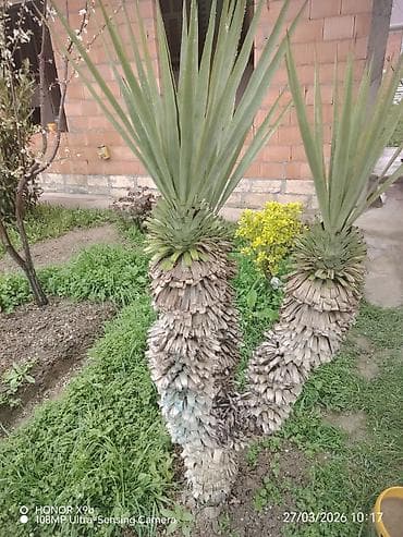 heyet gülleri: Dekorativ aqava (Agave) bitkisi – bağ və həyət üçün ekzotik seçim — 1