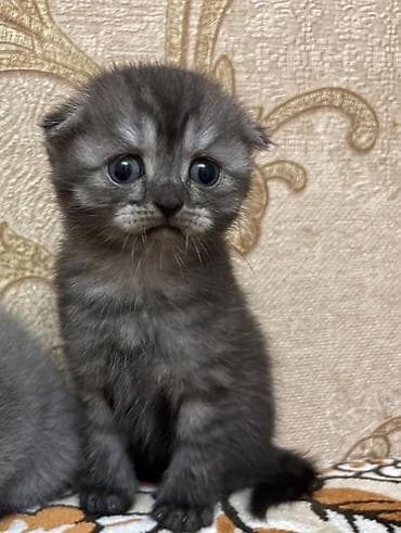 erkək keci: Şotland, Erkək, Yaxşı əllərə — 1