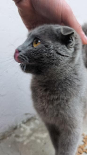 Pişiklər: Şotland yastı qulaq, Dişi, Yaxşı əllərə, Ünvandan götürmə — 2