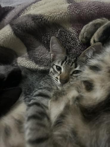 Tabbi, Erkək, Yaxşı əllərə