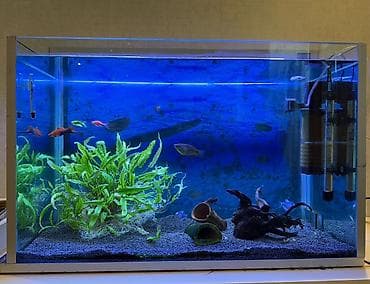 Satılır 120 litrlik tam komplekt akvarium. Tam işlək vəziyyətdədir və lalafo.az -da Satılır 120 litrlik tam komplekt akvarium. Tam işlək vəziyyətdədir və