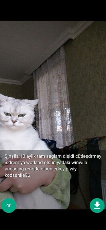 şinşilla pişik: Самец, Самовывоз — 14