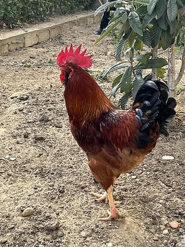 Mal-qara: Salam uzun sakgallı kend xoruzu cavan bir illik xoruzdu tam — 5