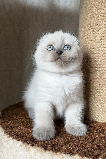 sort pişiklər: Şotland yastı qulaq — 8