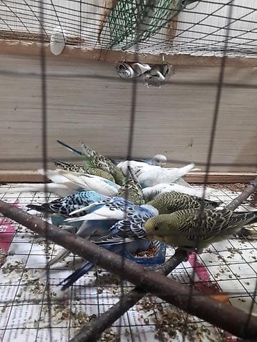 Другие животные: Tam saglam aktiv quşlardı 10azn fikri ciddi olanlar əlaqə saxlasın — 7
