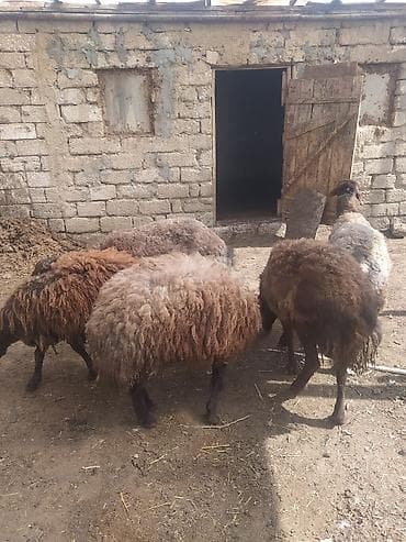 Hinduşkalar: Erkək Qala qoçları satılır Cavan heyvanlardı 3 dənə qırxılmışdar 850 — 2