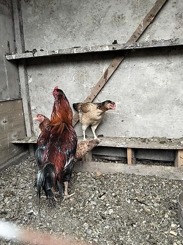 poni at satilir: Salam temiz qan türk cinsi heyratı xoruzu ikisinide satıram eyni — 9