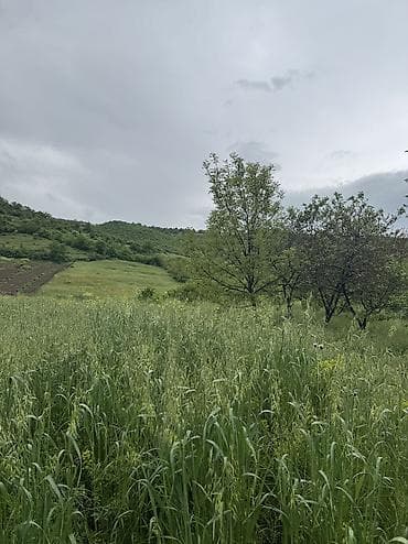 1 otaqlı ev: 80 sot, Kənd təsərrüfatı, Mülkiyyətçi, Kupça (Çıxarış), Bələdiyyə — 8