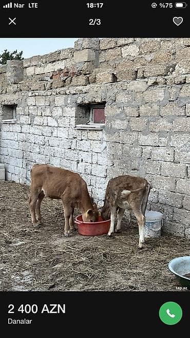 Danalar Rus danalarıdı Sakit Həlim Heyvanlardı. 3 ayı keçiblər Əla — 1