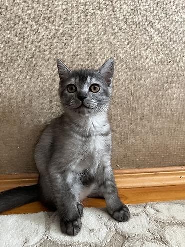 ağ pişiy: Temiz qan Oglandi 15.11.25 dogulub. Qum terbiyesi yeme oyredilib. Oz — 2